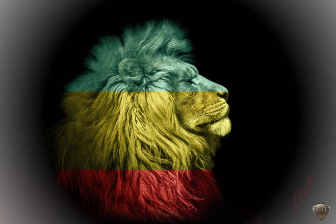 Portrait lion on the black. Detail face lion. Hight quality port